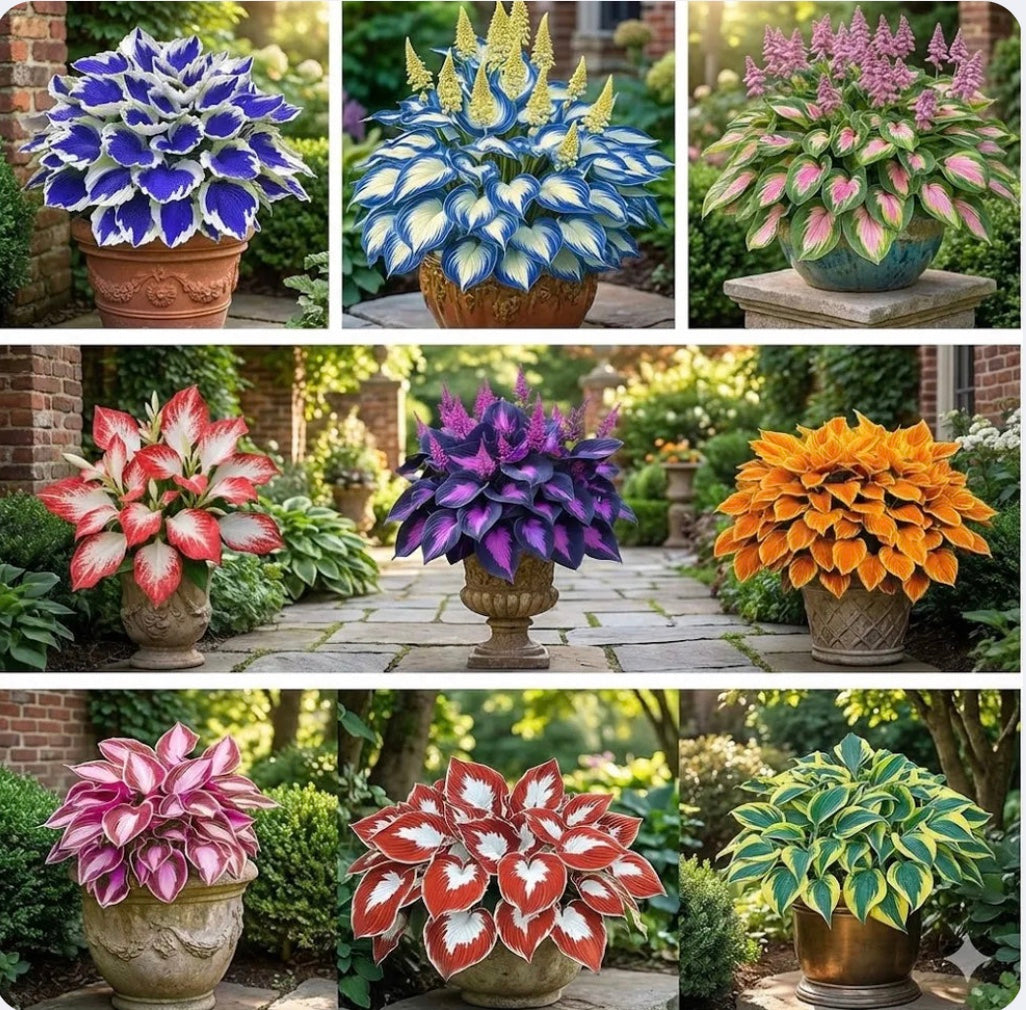 Shade-Tolerant & Cold-Hardy Hosta Flower Seeds – Premium Decorative Garden Seeds (Easy to Grow)